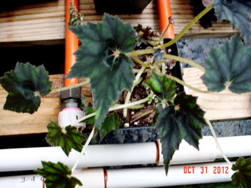 B. ‘Scrooge’